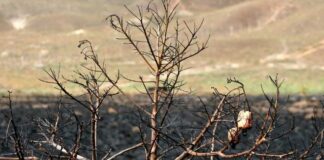 Chile suma 15 años de megasequía y casi 2 millones de hectáreas quemadas: alertan intensificación del cambio climático