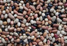 Científico de Universidad de Michigan destacó necesidad de incrementar consumo de legumbres para mejorar nutrición Científico de Universidad de Michigan destacó necesidad de incrementar consumo de legumbres para mejorar nutrición