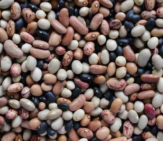 Científico de Universidad de Michigan destacó necesidad de incrementar consumo de legumbres para mejorar nutrición Científico de Universidad de Michigan destacó necesidad de incrementar consumo de legumbres para mejorar nutrición