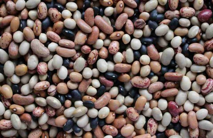 Científico de Universidad de Michigan destacó necesidad de incrementar consumo de legumbres para mejorar nutrición Científico de Universidad de Michigan destacó necesidad de incrementar consumo de legumbres para mejorar nutrición