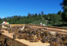 Comisión de Agricultura analizó realidad nacional de la apicultura
