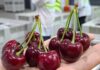 Comité de Cerezas entrega estimación de envíos para la temporada 2025-2026 Con foco en calidad y fortalecimiento de la imagen de la fruta chilena en el extranjero: Comité de Cerezas entrega estimación de envíos para la temporada 2025-2026