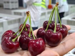 Comité de Cerezas entrega estimación de envíos para la temporada 2025-2026 Con foco en calidad y fortalecimiento de la imagen de la fruta chilena en el extranjero: Comité de Cerezas entrega estimación de envíos para la temporada 2025-2026