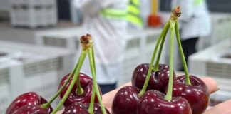 Comité de Cerezas entrega estimación de envíos para la temporada 2025-2026 Con foco en calidad y fortalecimiento de la imagen de la fruta chilena en el extranjero: Comité de Cerezas entrega estimación de envíos para la temporada 2025-2026