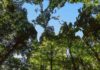 Con nuevos estándares, resurge el interés por proyectos privados de conservación de bosques