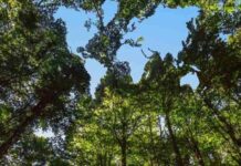 Con nuevos estándares, resurge el interés por proyectos privados de conservación de bosques