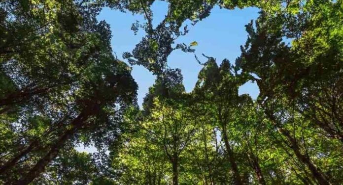 Con nuevos estándares, resurge el interés por proyectos privados de conservación de bosques