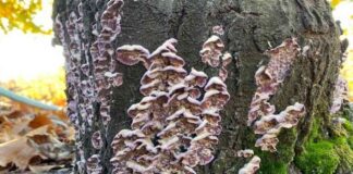 Condiciones climáticas aumentan riesgo de hongos en frutales: INIA impulsa tecnologías de detección y alerta temprana