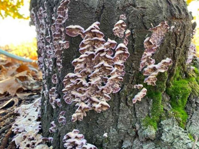Condiciones climáticas aumentan riesgo de hongos en frutales: INIA impulsa tecnologías de detección y alerta temprana
