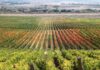 Cool Power Posiciona al Agro Chileno: De Gasto a Ventaja Competitiva con Soluciones de Autoconsumo y Energía Propia