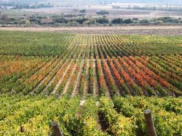 Cool Power Posiciona al Agro Chileno: De Gasto a Ventaja Competitiva con Soluciones de Autoconsumo y Energía Propia