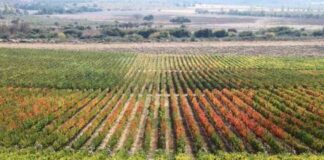 Cool Power Posiciona al Agro Chileno: De Gasto a Ventaja Competitiva con Soluciones de Autoconsumo y Energía Propia