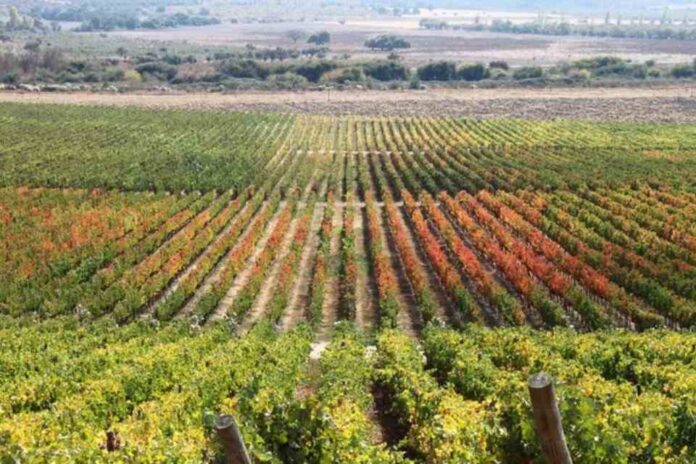 Cool Power Posiciona al Agro Chileno: De Gasto a Ventaja Competitiva con Soluciones de Autoconsumo y Energía Propia