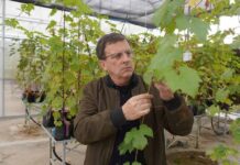 Crean vides resistentes para mejorar competitividad de industria vitivinícola Crean vides resistentes para mejorar competitividad de industria vitivinícola
