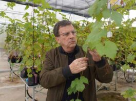 Crean vides resistentes para mejorar competitividad de industria vitivinícola Crean vides resistentes para mejorar competitividad de industria vitivinícola