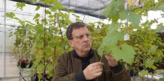 Crean vides resistentes para mejorar competitividad de industria vitivinícola Crean vides resistentes para mejorar competitividad de industria vitivinícola