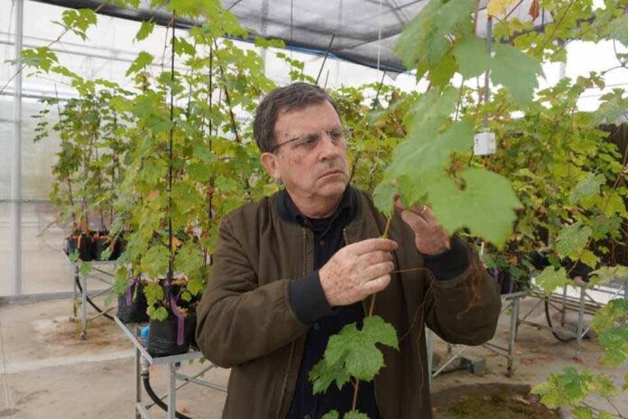 Crean vides resistentes para mejorar competitividad de industria vitivinícola Crean vides resistentes para mejorar competitividad de industria vitivinícola