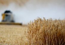Desarrollan variedad de trigo que resiste el estrés hídrico