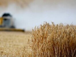 Desarrollan variedad de trigo que resiste el estrés hídrico