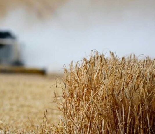 Desarrollan variedad de trigo que resiste el estrés hídrico