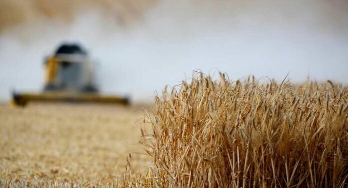 Desarrollan variedad de trigo que resiste el estrés hídrico