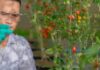Doctorado impulsa avances en biotecnología alimentaria en Chile académico de Santo Tomás se consolida como referente en innovación científica