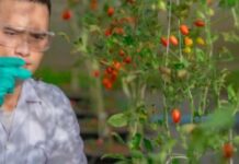 Doctorado impulsa avances en biotecnología alimentaria en Chile académico de Santo Tomás se consolida como referente en innovación científica
