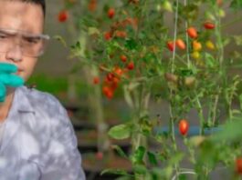 Doctorado impulsa avances en biotecnología alimentaria en Chile: académico de Santo Tomás se consolida como referente en innovación científica Doctorado impulsa avances en biotecnología alimentaria en Chile académico de Santo Tomás se consolida como referente en innovación científica