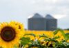 El girasol argentino apunta a su mayor producción