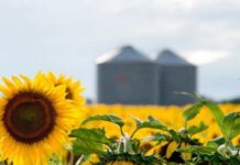 El girasol argentino apunta a su mayor producción