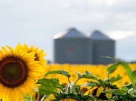 El girasol argentino apunta a su mayor producción