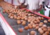 En Día Mundial del Huevo se celebra récord histórico de consumo y producción de ese alimento en el país 