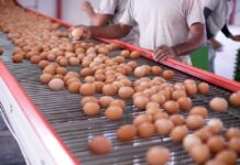 En Día Mundial del Huevo se celebra récord histórico de consumo y producción de ese alimento en el país 