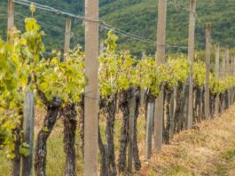 Enartis y Parsec firman un acuerdo para dar vida al futuro de la enología Enartis y Parsec firman un acuerdo para dar vida al futuro de la enología