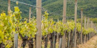 Enartis y Parsec firman un acuerdo para dar vida al futuro de la enología