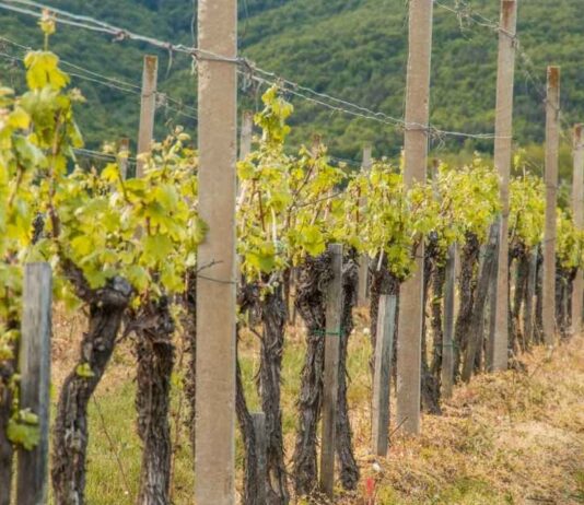 Enartis y Parsec firman un acuerdo para dar vida al futuro de la enología Enartis y Parsec firman un acuerdo para dar vida al futuro de la enología