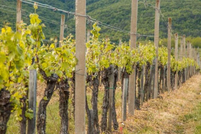 Enartis y Parsec firman un acuerdo para dar vida al futuro de la enología Enartis y Parsec firman un acuerdo para dar vida al futuro de la enología