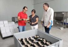 España | El pistacho se convierte en el tercer cultivo en la provincia de Jaén por detrás del olivar y del almendro