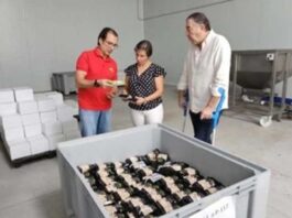 España | El pistacho se convierte en el tercer cultivo en la provincia de Jaén por detrás del olivar y del almendro