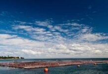 Estudio científico de INTESAL revela importante hallazgo salmón del atlántico no logra reproducirse exitosamente en ríos del sur de chile