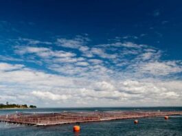 Estudio científico de INTESAL revela importante hallazgo salmón del atlántico no logra reproducirse exitosamente en ríos del sur de chile