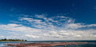 Estudio científico de INTESAL revela importante hallazgo salmón del atlántico no logra reproducirse exitosamente en ríos del sur de chile