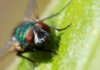 Estudios con moscas realizados en la UdeC muestran potencial de insecticidas en base a aceites esenciales