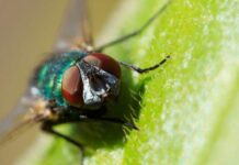 Estudios con moscas realizados en la UdeC muestran potencial de insecticidas en base a aceites esenciales