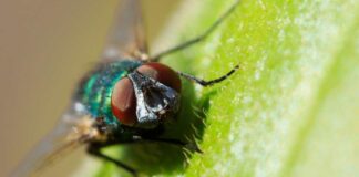 Estudios con moscas realizados en la UdeC muestran potencial de insecticidas en base a aceites esenciales