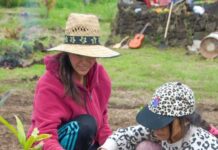 Explora, Conaf y Bosko implementan el primer bosquete de crecimiento acelerado en Rapa Nui, inspirado en el método Miyawak