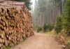 En agosto de 2025, las exportaciones forestales de la Región del Biobío disminuyeron 37,3%