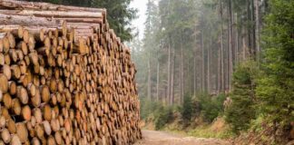 En agosto de 2025, las exportaciones forestales de la Región del Biobío disminuyeron 37,3%