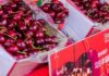 Chile: Exportan por vía aérea primeras cerezas de temporada 2025-2026