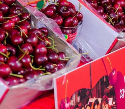 Chile: Exportan por vía aérea primeras cerezas de temporada 2025-2026
